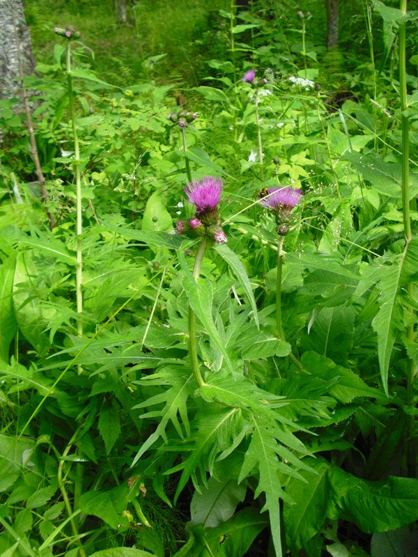 Изображение особи Cirsium heterophyllum.