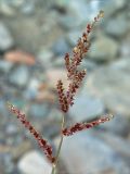 Echinochloa crus-galli. Соплодие. Украина, Закарпатская обл., Свалявский р-н, берег р. Пиня возле с. Солочин. 28 августа 2015 г.
