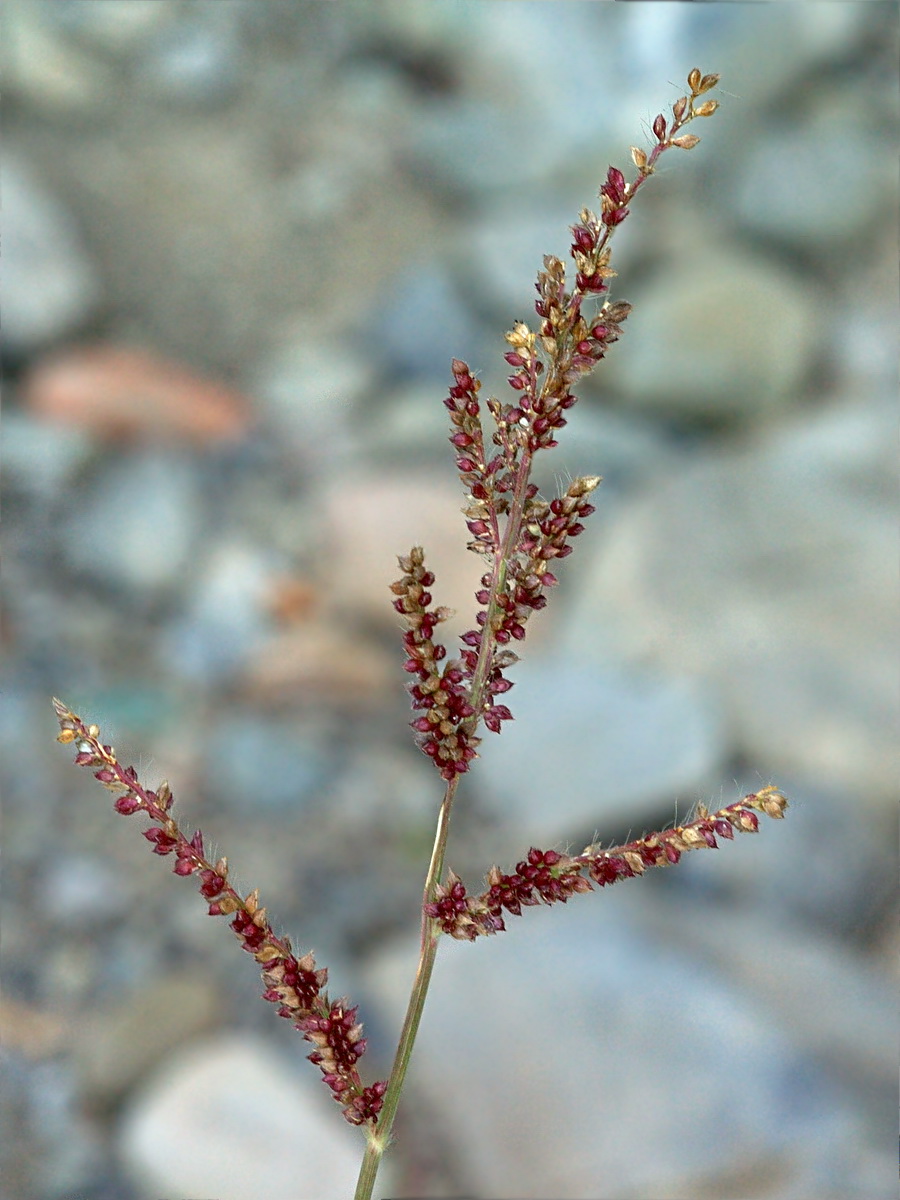 Изображение особи Echinochloa crus-galli.