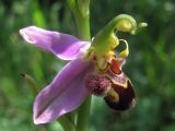 Ophrys apifera. Цветок. Крым, Байдарская долина, окр. с. Орлиное, г. Пска-Баир. 12 июня 2015 г.