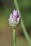Allium sairamense