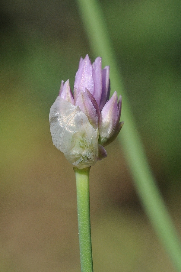 Image of Allium sairamense specimen.