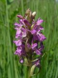 Dactylorhiza incarnata
