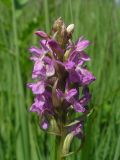 Dactylorhiza incarnata