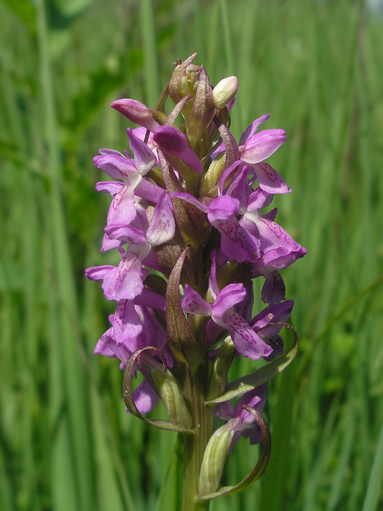 Image of Dactylorhiza incarnata specimen.