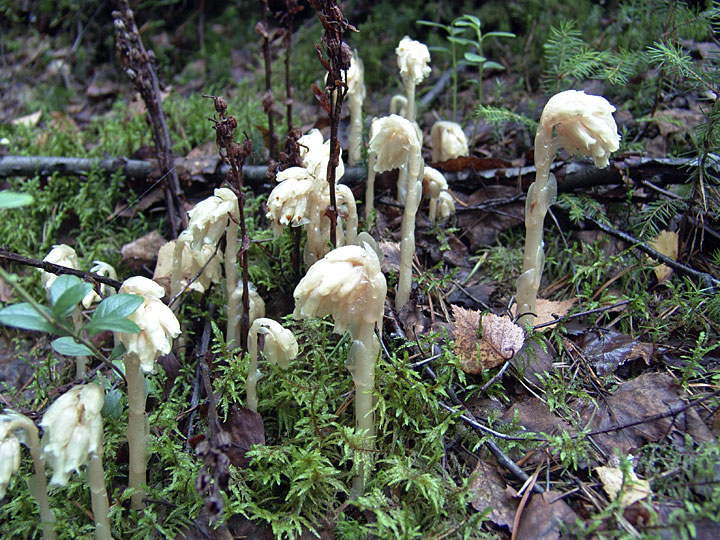 Image of Hypopitys monotropa specimen.