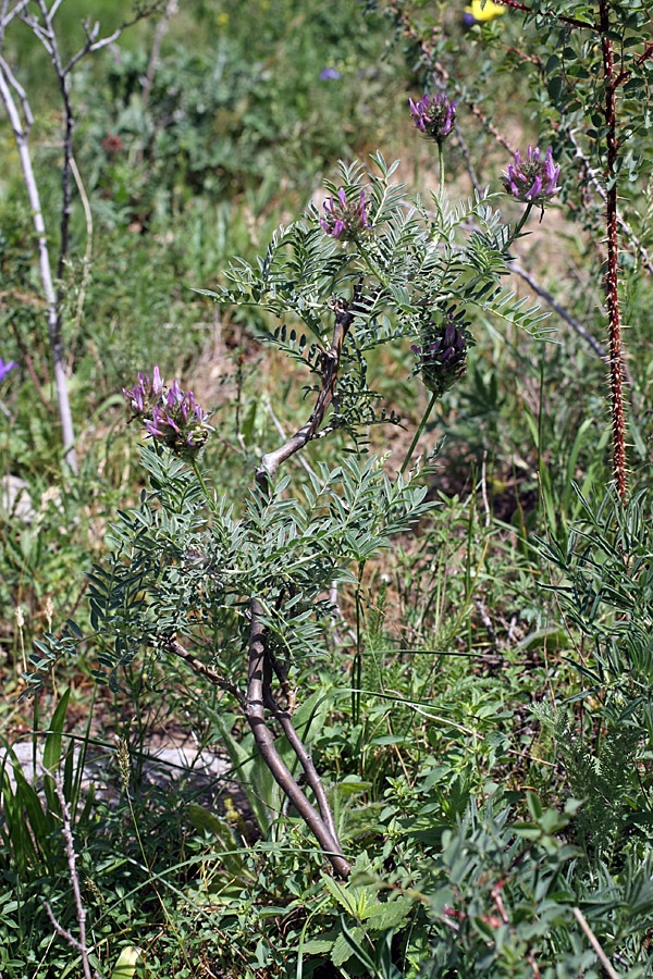 Image of Astragalus ugamicus specimen.