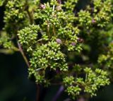 Thalictrum lucidum. Часть соплодия с созревающими плодами. Московская обл., Раменский р-н, окр. ж.-д. платформы Хрипань, просека под ЛЭП. 08.07.2015.