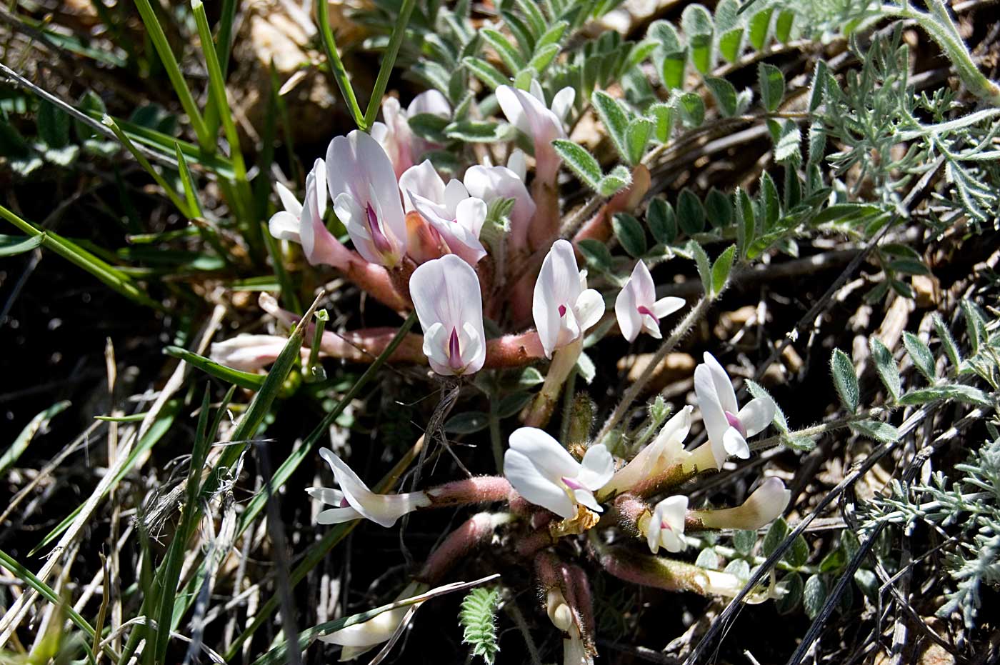 Изображение особи Astragalus testiculatus.