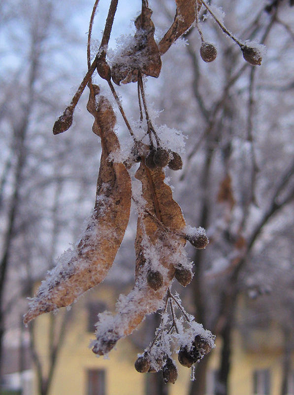 Image of Tilia cordata specimen.