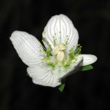 Parnassia palustris