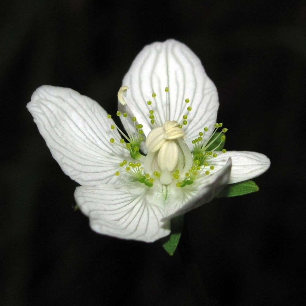 Изображение особи Parnassia palustris.