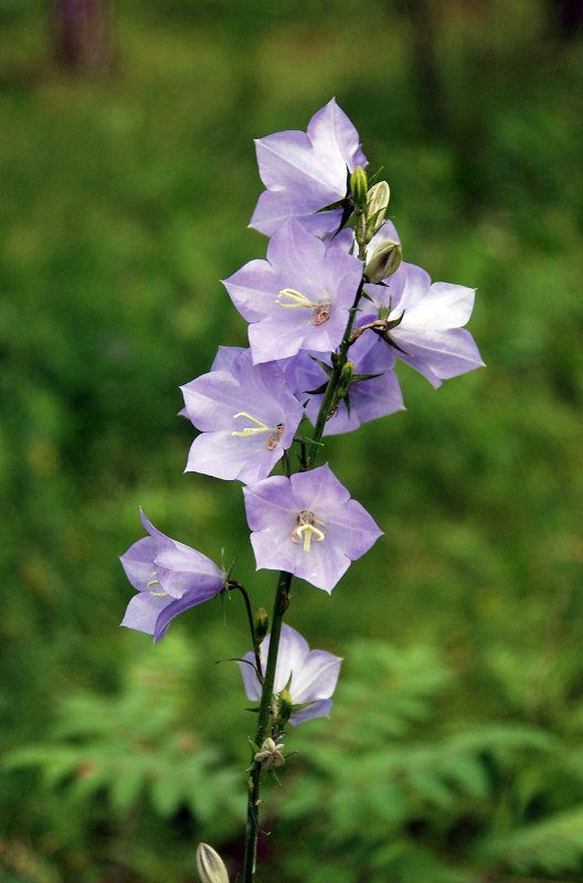 Image of Campanula persicifolia specimen.