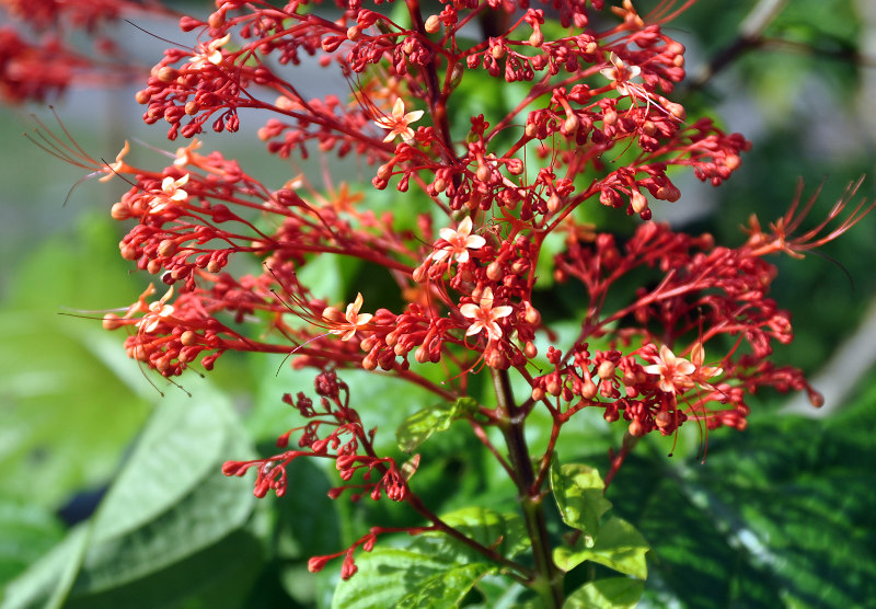 Изображение особи Clerodendrum paniculatum.