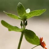 Anagallis arvensis. Верхушка побега с бутонами и цветком. Крым, Бахчисарайский р-н, с. Трудолюбовка, рудеральная растительная группировка. 25.06.2015.