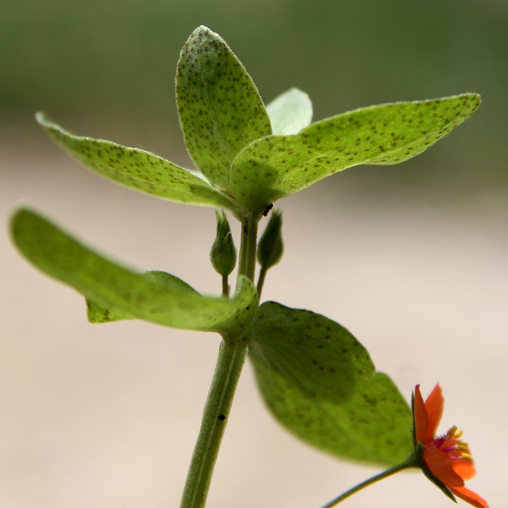 Изображение особи Anagallis arvensis.