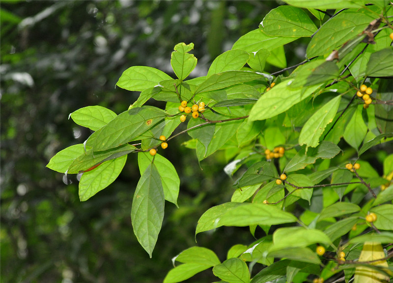 Изображение особи Ficus chartacea.
