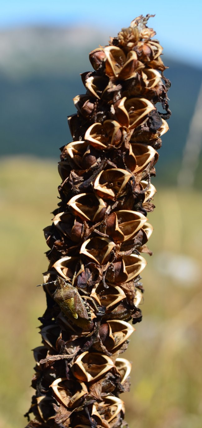 Image of Pedicularis atropurpurea specimen.