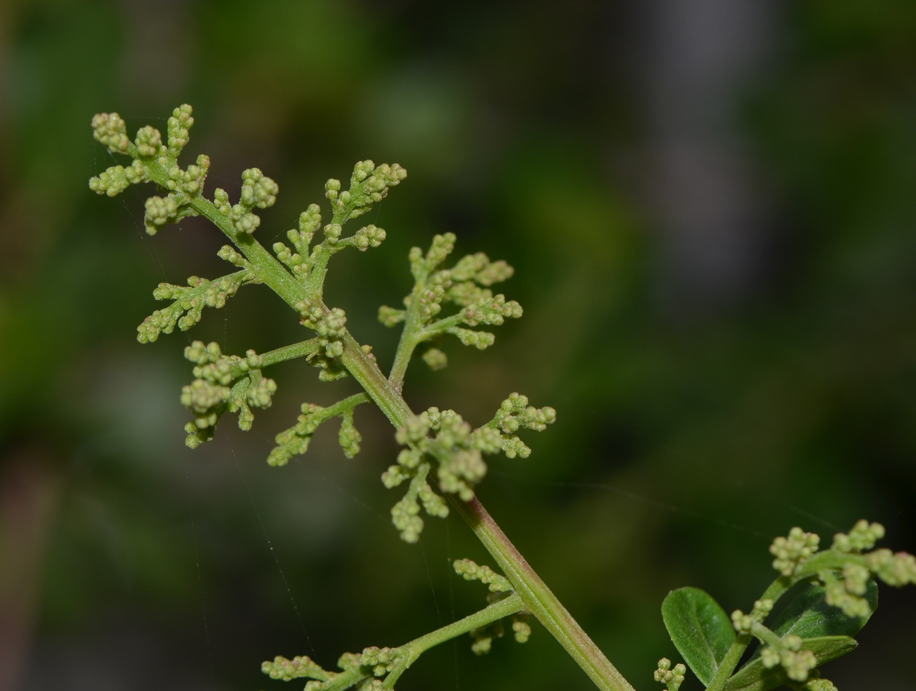 Изображение особи Rhus laevigata.