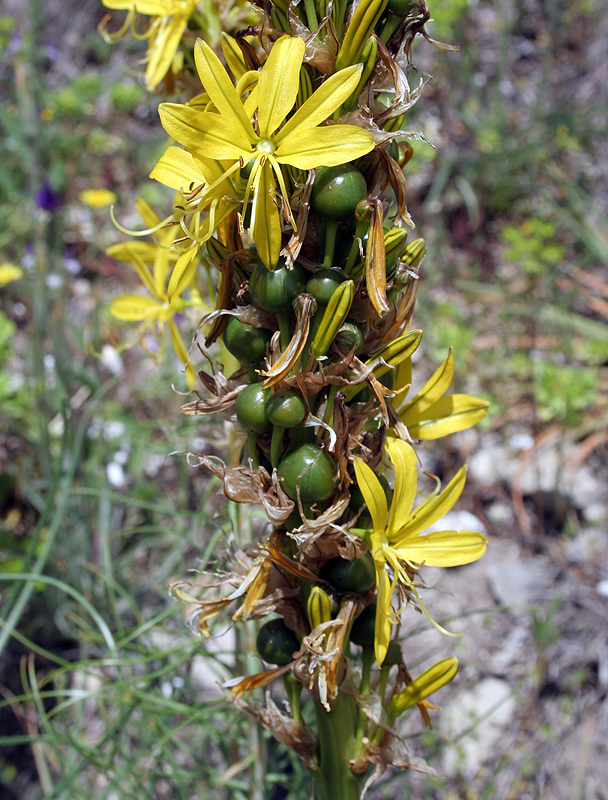 Изображение особи Asphodeline lutea.