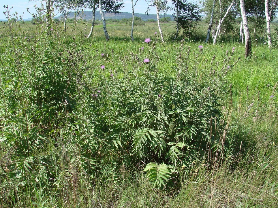 Image of Serratula coronata specimen.