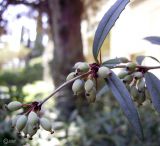 genus Berberis