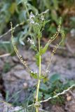 Veronica oxycarpa