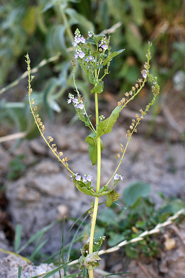 Image of Veronica oxycarpa specimen.