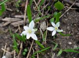 Ornithogalum balansae. Цветущие растения. Карачаево-Черкесия, окр. пос. Архыз, долина р. Малая Дукка, субальпийский луг, вблизи ледника (выс. около 2000 м н.у.м.). 19.06.2015.