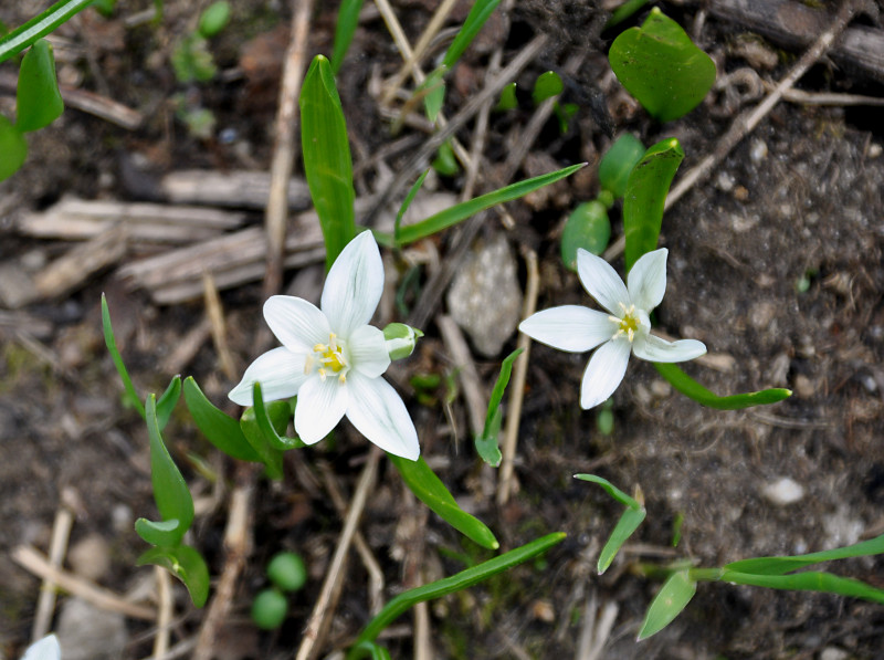 Image of Ornithogalum balansae specimen.