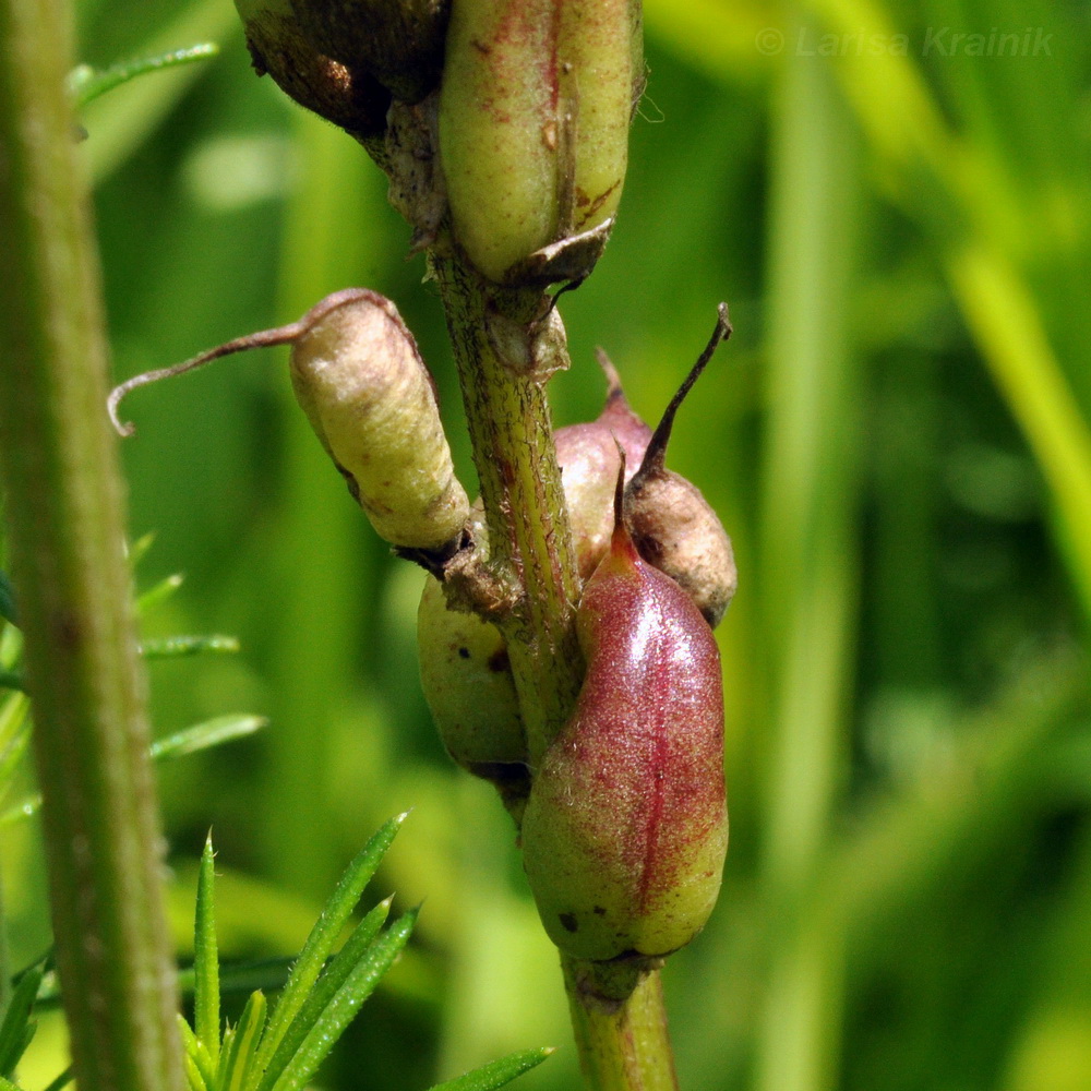 Image of Astragalus uliginosus specimen.