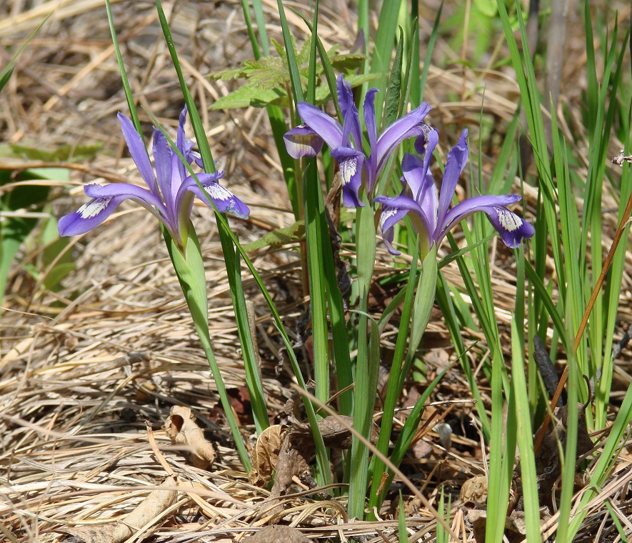 Изображение особи Iris ruthenica.