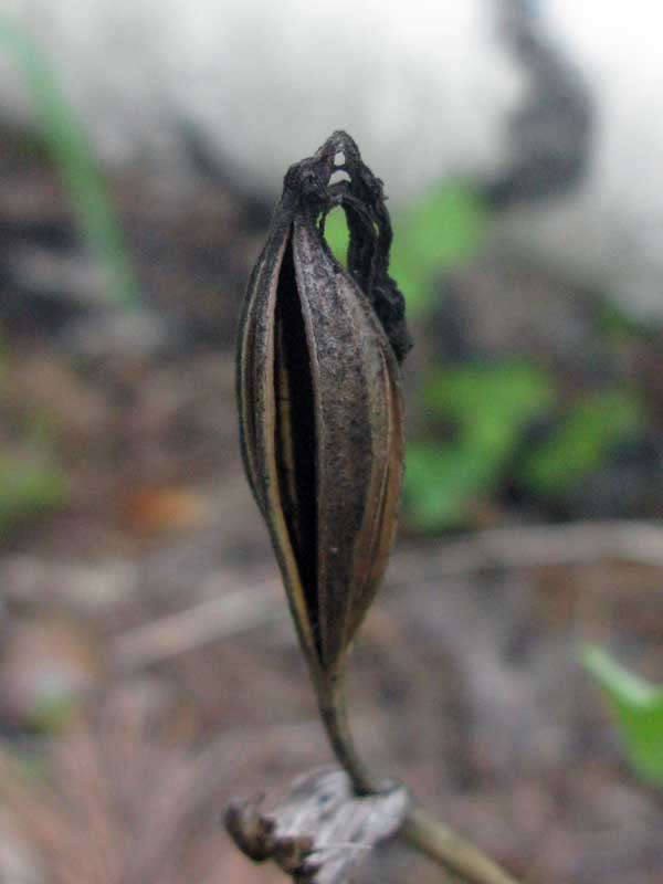 Image of Cypripedium calceolus specimen.