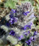 Ajuga orientalis