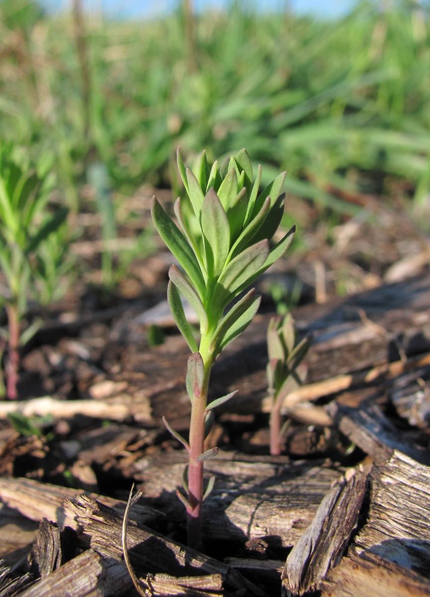 Изображение особи Linaria vulgaris.