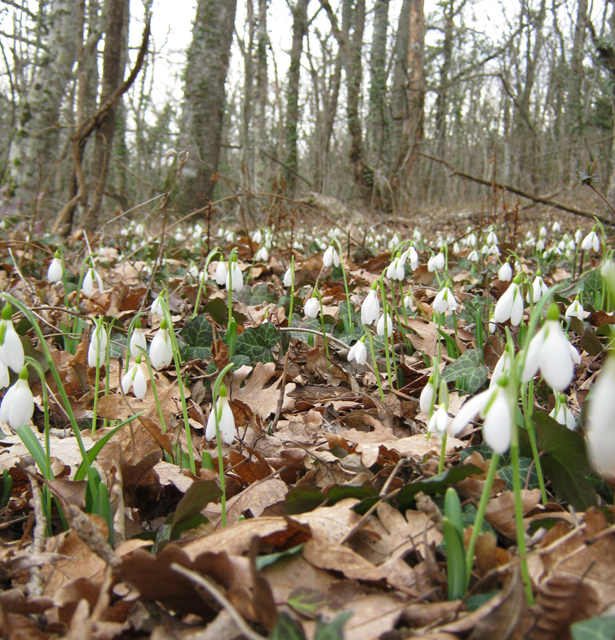 Изображение особи Galanthus plicatus.