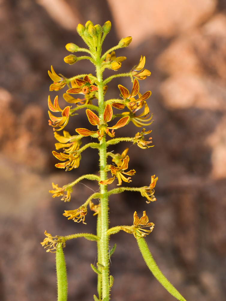 Image of Cleome arabica specimen.
