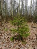 Picea abies. Молодое дерево в смешанном лесу. Московская обл., окр. Электрогорска. 03.11.2014.