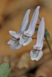 Corydalis repens