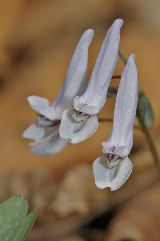 Image of Corydalis repens specimen.