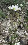 Holosteum glutinosum ssp. liniflorum