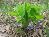 Viola mirabilis