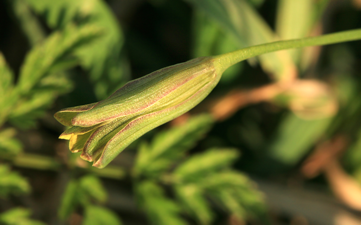 Image of Gagea lutea specimen.