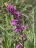 Polygala comosa