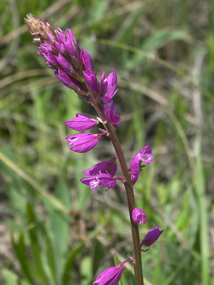 Image of Polygala comosa specimen.