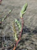 Salix abscondita. Верхушка побега с раскрывшимися листовыми почками и серёжкой. Иркутская обл., Иркутский р-н, дер. Позднякова, луг с редкими кустарниками. 14.05.2016.