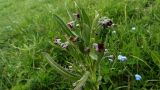 Cynoglossum officinale