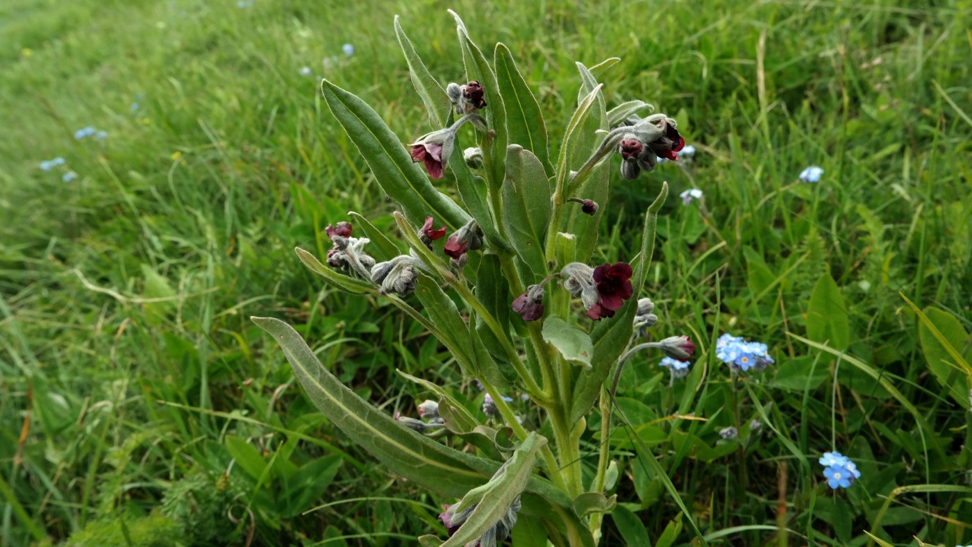 Изображение особи Cynoglossum officinale.