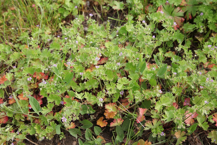 Image of Geranium pusillum specimen.