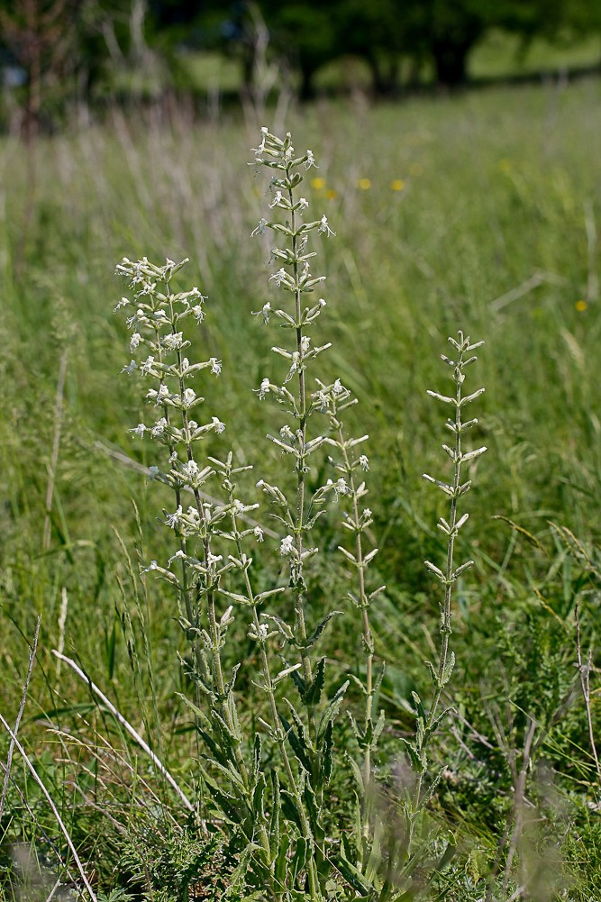 Image of Silene viscosa specimen.